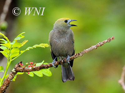 Palm Tanager (Thraupis palmarum)